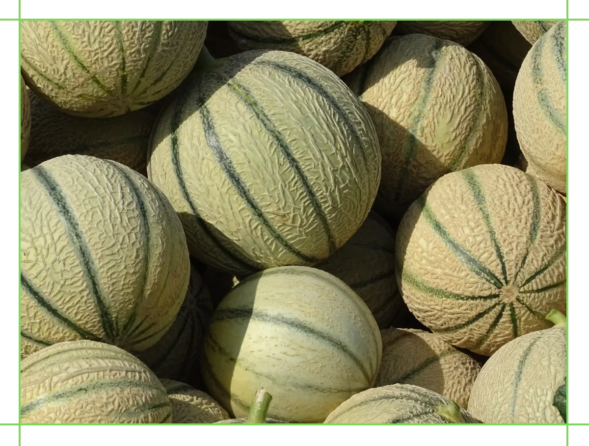 Il melone